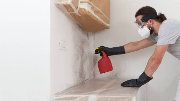 Professional Attic Mold Removal technician working in Sudbury, MA